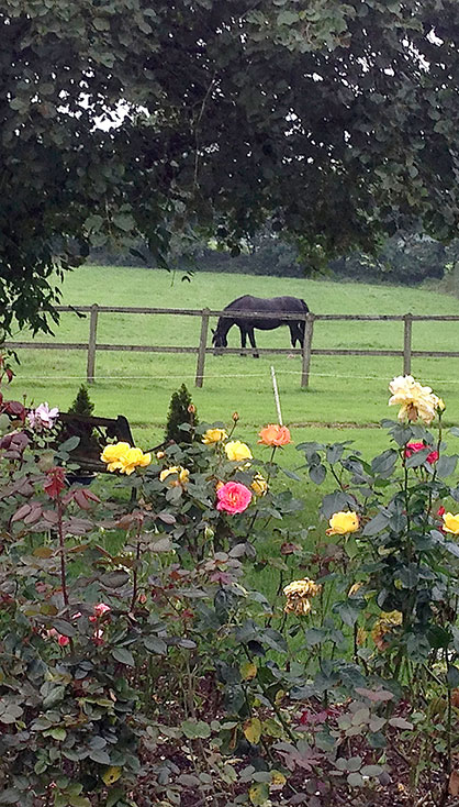 BHS Approved Riding Lessons Barnstaple North Devon